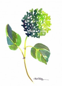 green hydrangea, watercolor