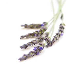 lavender high altitude essential oil