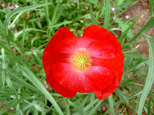 Teacups and Wildflowers