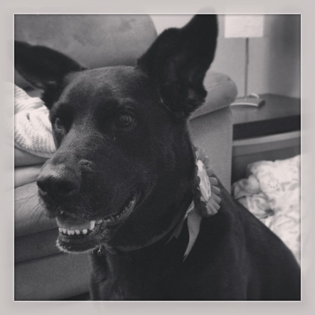 The birthday girl! Happy Birthday Roxy! #roxy #dogsofinstagram #dog #ridgeback #lab #birthday #puppy  #ypsilanti #ypsi #doggie #birthdaygirl