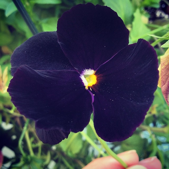 Just take a moment to appreciate the subtle, but exquisite beauty of something today. It was made for you to enjoy it. #beauty #God #nature #flowers #earth #Jesus #love #ypsi #ypsilanti #thankful