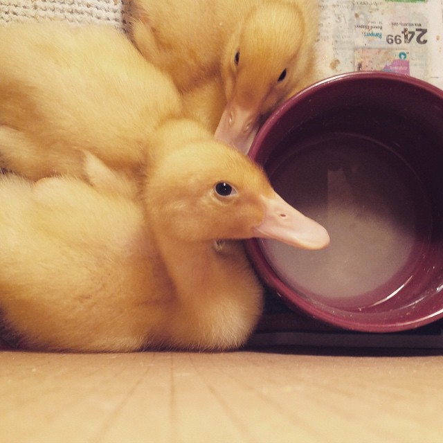 Newest members of the family #ducklings #pekin #ducks #quack #adorable #yellow #fluffy #feathers #michigan #cute #petsofinatagram #farm #organic