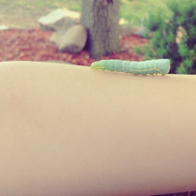 Found a caterpillar.. Small thing crawling on a small thing. Both God's creations  #caterpillar #trees #kids #nature #outdoors #outside #summer #michigan #butterfly #green #crawling #video #blessing #cute